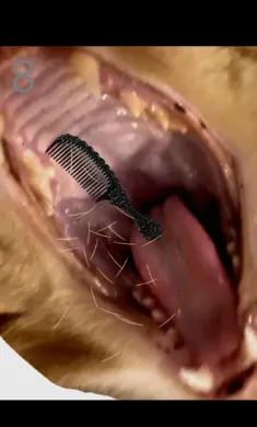 ��è��ë(è����ëС��Ϸ)v1.0 ��׿���ͼ3