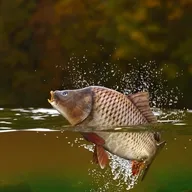 �����ֳ(����֪ʶƽ̨)